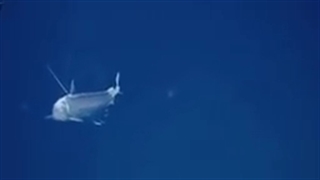 چند تا از عجیب ترین موجودات زنده