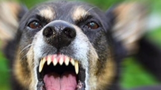 دکلمه شعر یک روز می آید که تو گشتی پشیمان مثل سگ از محمد خوش بین