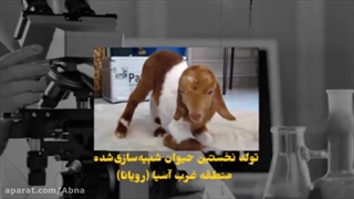 برتر در حوزه سلول های بنیادی