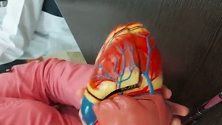 عملی قلب و عروق 1. پزشکی