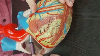 عملی قلب و عروق 9. پزشکی