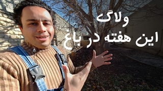 کود دهی درخت گردو کهنسال | قسمت جدید این هفته در باغ