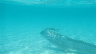 مشاهده ماهی Oarfish در نزدیکی ساحل