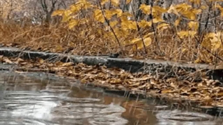 همایون شجریان - من کجا باران کجا