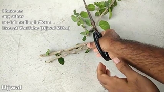 پرورش قلمه گیاهان با استفاده از هورمون ریشه زایی عسل طبیعی