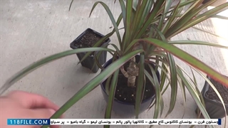 آموزش پرورش گل و گیاه در خانه