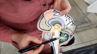 عملی غدد 1. پزشکی