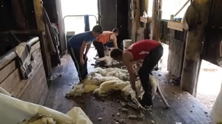 چیدن پشم گوسفند