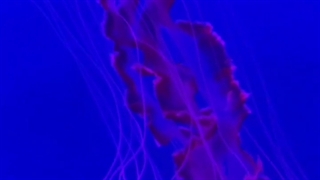 عروس دریایی