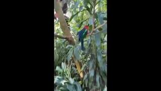 طوطی" فیلمی کوتاه از کورش"