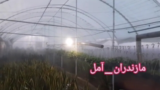 اجرای مه پاش در گلخانه ی گلهای زینتی