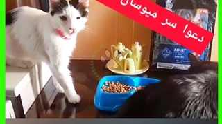غذای خشک گربه #میوسان میوسان