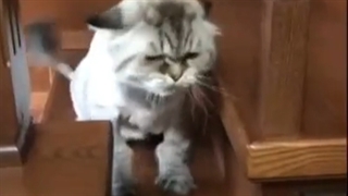 دعوا داره کلا ⁦(・o・)⁩