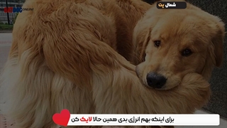چطور بفهمم سگم سردشه