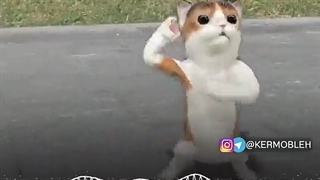 دیس زهرا از کرموبله