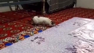 اقا ی دقع چرا همه میخوان بمیرن وات داXDDD