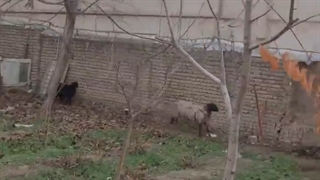 حیوان آزاری نجمه جودکی و مهشید جوادی برداشتن خال