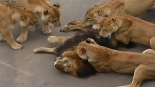 حمله گروهی شیرهای ماده به شیر نر