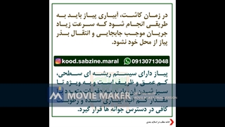 آبیاری پیاز_مشاوره ی واتساپ09130713048_سبزینه مارال