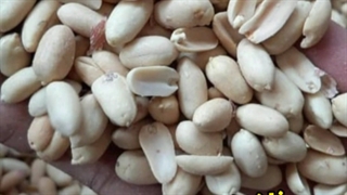 بادام زمینی شکسته برای کره گیری و خلال گیری