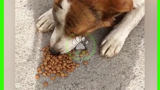 غذای خشک سگ #هاپسان میوسان instagram: ZIST.PET
