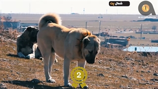 چه سگی مناسب شماست؟
