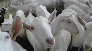 دامداری صنعتی پرورش بز