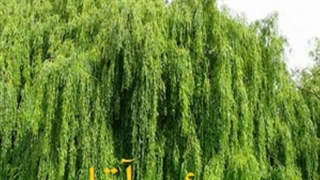 دانلود تفسیر طنز سوعود آقاجی