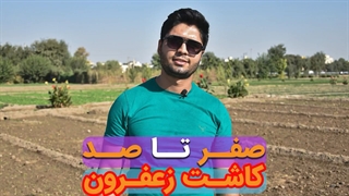 کاشت زعفران از صفر تا صد ( مروری سریع بر مراحل کاشت زعفران تا برداشت )
