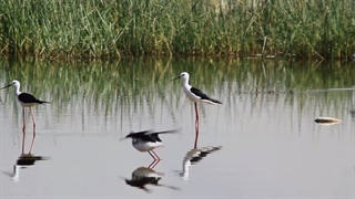 چهارمحال وبختیاری وزیبایی