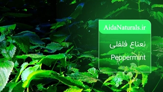 خواص و کالربرد اسنشیال اویل نعناع فلفلی