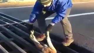 رهاسازی کانگورو گیرکرده در میله ها