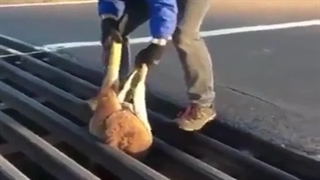 رهاسازی کانگورو گیرکرده در میله ها