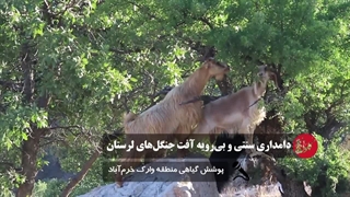 دامداری سنتی و بی‌رویه آفت جنگل‌های زاگرس