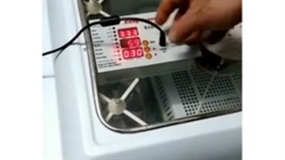 کسب درآمد با پرورش طیور09924634894