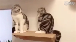 لطفا ماینکرافتی ها بیان تو کپ یعنی همه دیگه XD