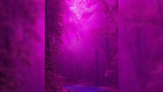 تازع واردمح ฅ^•ﻌ•^ฅ