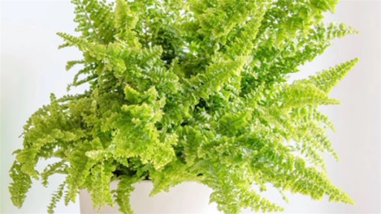Нефролепис триждыперистый. Нефролепис smithii. Fluffy ruffles. Fluffy ruffles. Папоротник нефролепис fluffy ruffles.