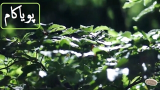 آزولا و تغییر زمین