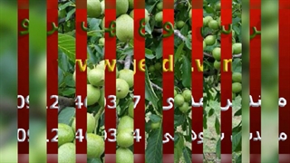 خرید نهال گردو فرنور + چندلر مناطق سردسیر از نهالستان اصیل گردو