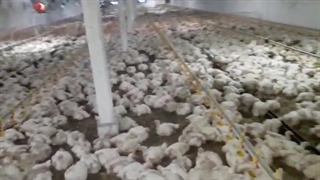 تراکم در پرورش مرغ گوشتی به چه معناست؟