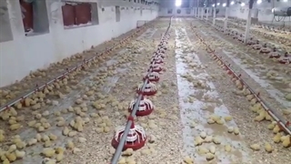 سالن مرغداری در شرایط ایده آل پرورش مرغ گوشتی