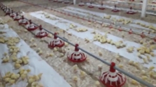 چند نکته در ارتباط با روزهای اول پرورش جوجه گوشتی