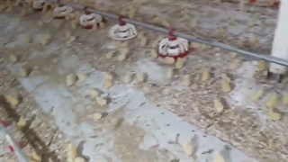 استفاده از حداکثر تجهیزات برای پذیرایی درست از جوجه ها