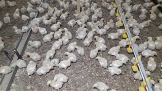 یکنواختی وزنی در پرورش مرغ گوشتی: بررسی نکات مهم در مورد یکنواختی گله