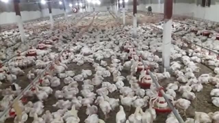 آینده جوجه گوشتی که در سن پایین چالش مدیریت ضعیف داشت