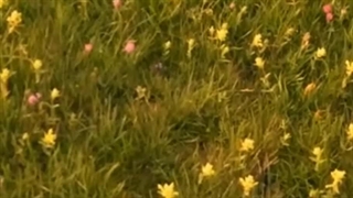 حس کلبه و بیشزار هاول میده......