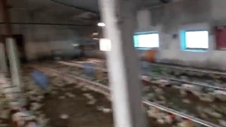 پرورش مرغ گوشتی | Broiler chicken farm