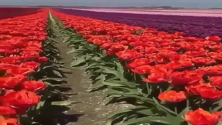 مزرعه گل در هلند