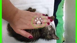 امداد نجات درمان گربه شهری بی سرپرست Instagram : ZIST.PET